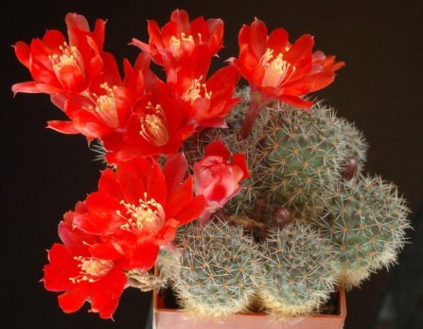 Rebutia_ritteri_v_nigrican